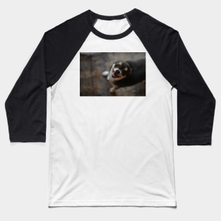 Little dog chihuahua Baseball T-Shirt